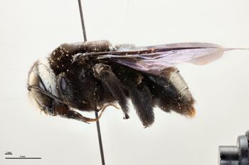 Media type: image;   Entomology 810662 Aspect: habitus lateral view